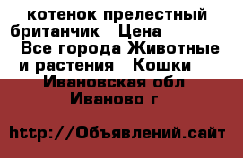 котенок прелестный британчик › Цена ­ 12 000 - Все города Животные и растения » Кошки   . Ивановская обл.,Иваново г.